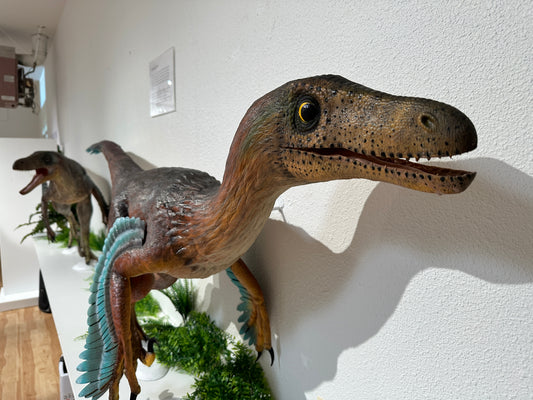 Dinéobellator running