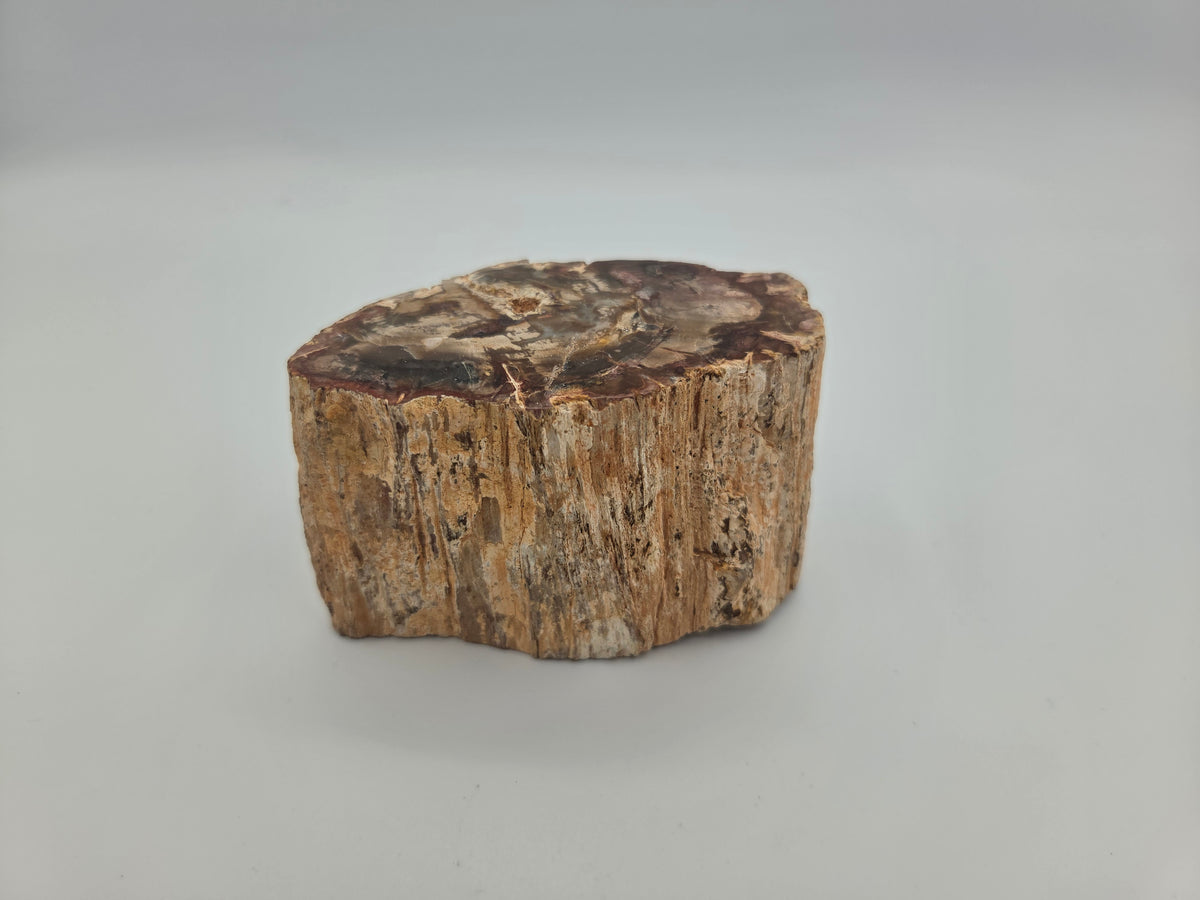 Petrified Wood