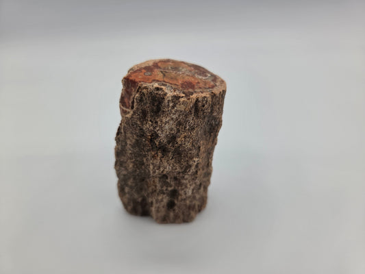 Petrified Wood
