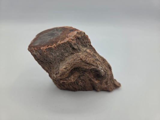 Petrified Wood