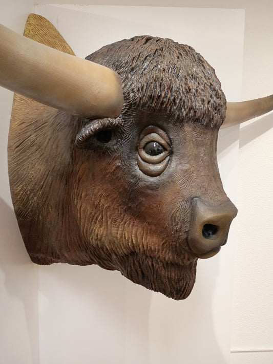 Bison latifrons bust