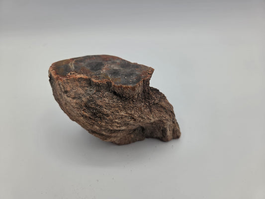 Petrified Wood