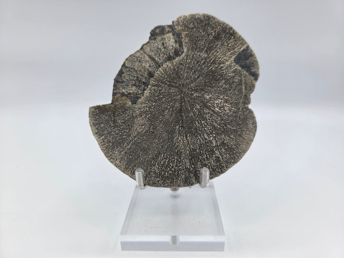 Pyrite Sundisk