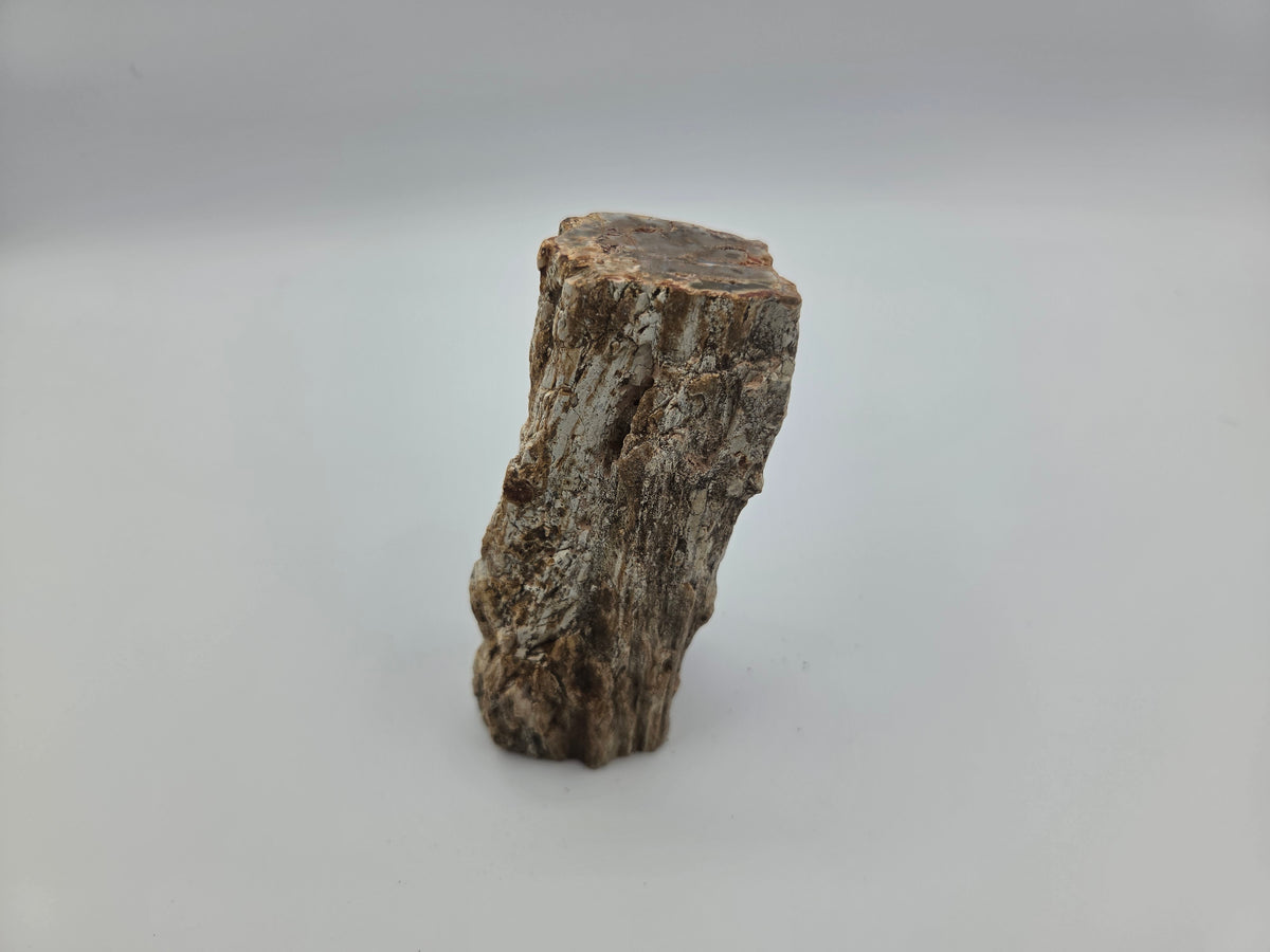 Petrified Wood