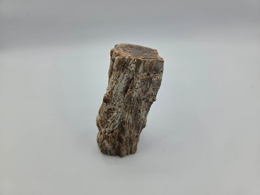 Petrified Wood
