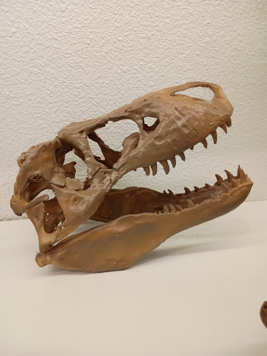 Medium rex skull