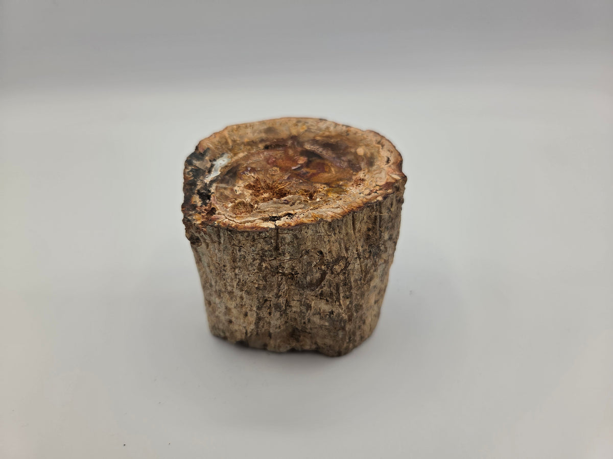 Petrified Wood