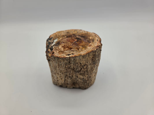 Petrified Wood
