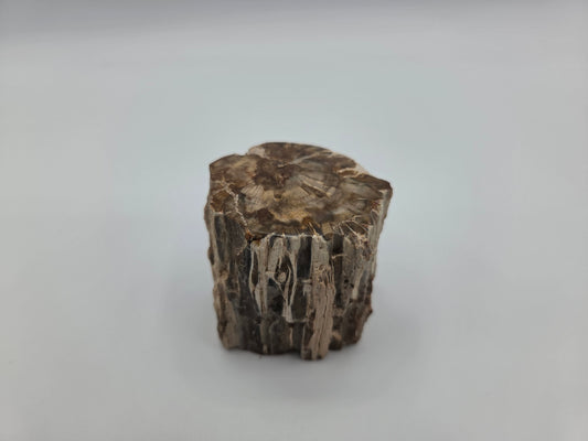 Petrified Wood