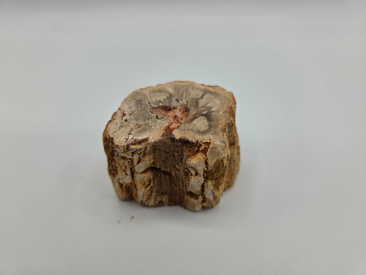 Petrified Wood