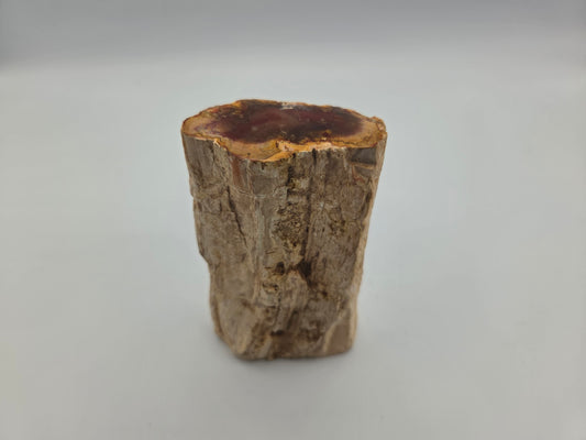 Petrified Wood