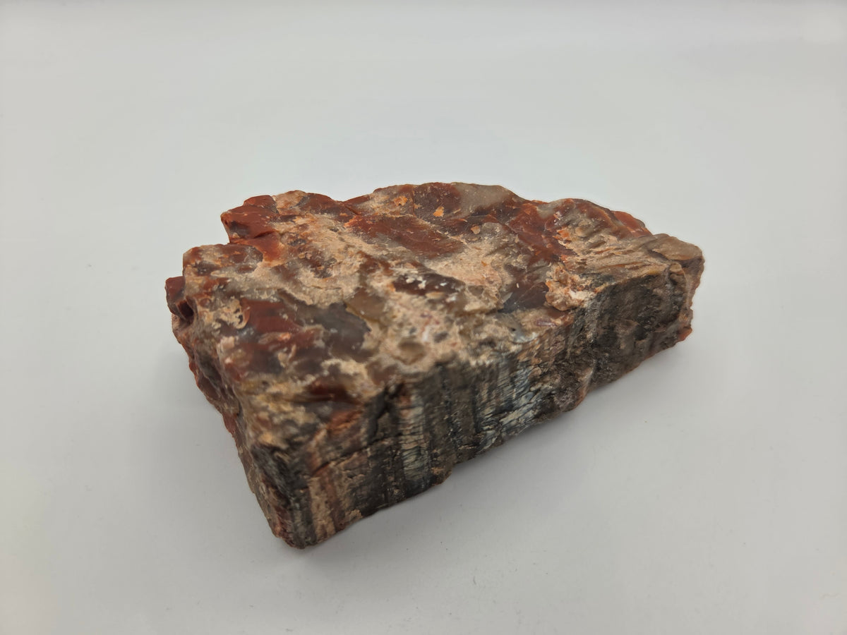 Petrified Wood