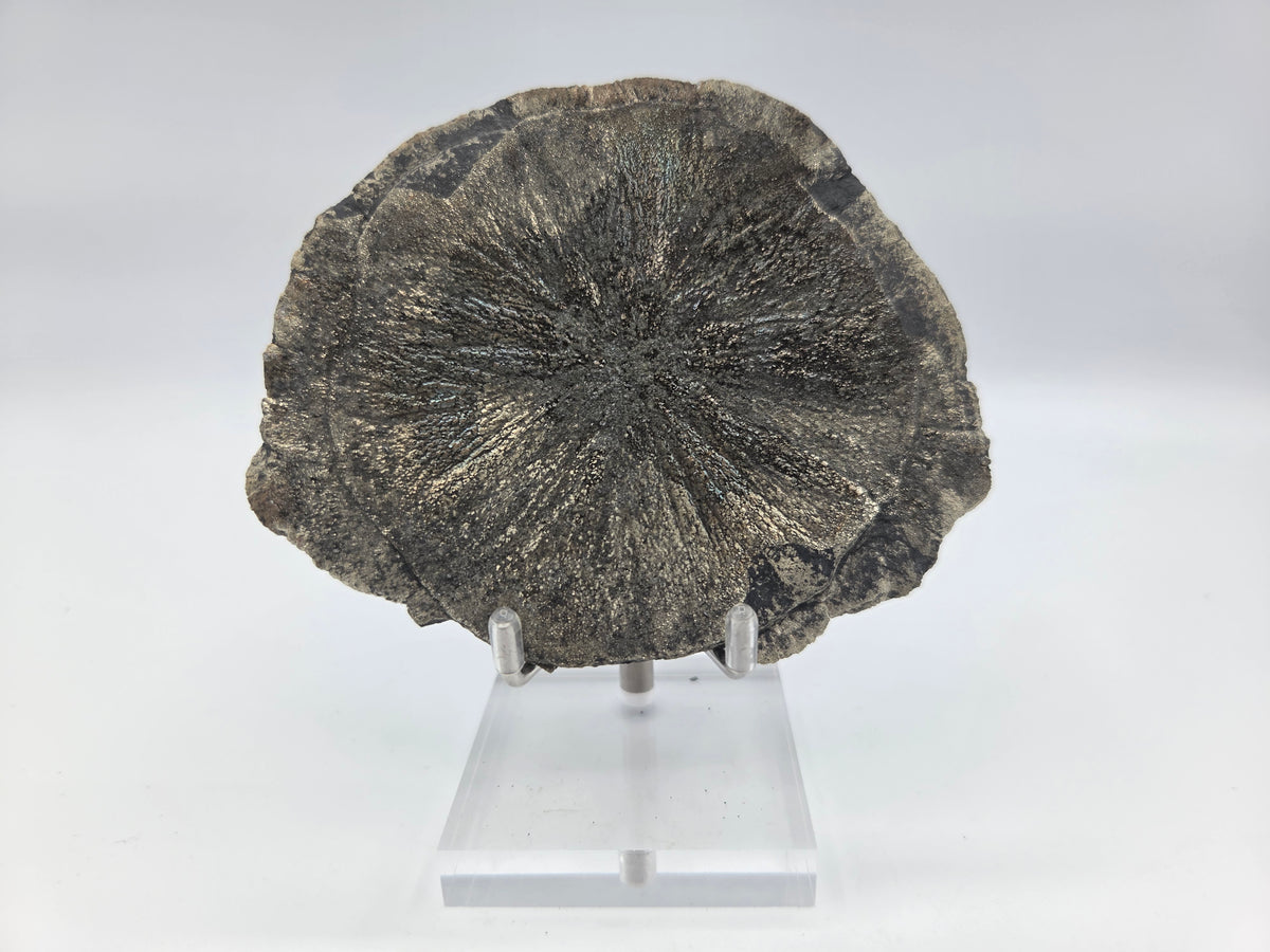 Pyrite Sundisk