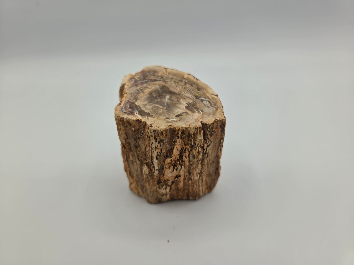 Petrified Wood