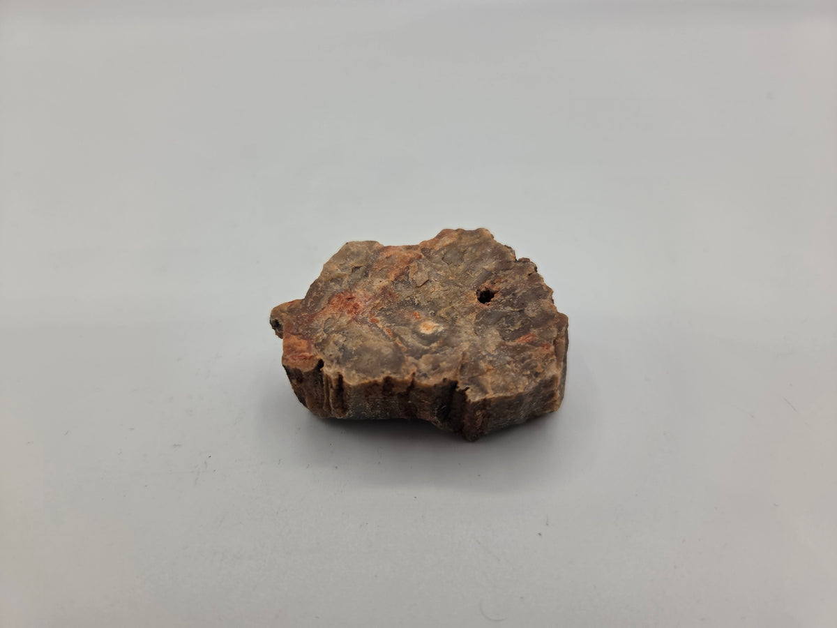 Petrified Wood