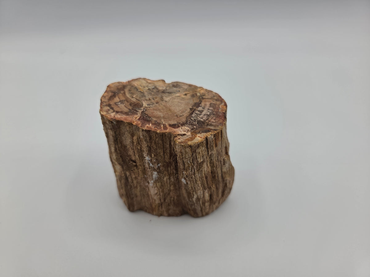 Petrified Wood