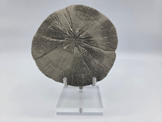 Pyrite Sundisk