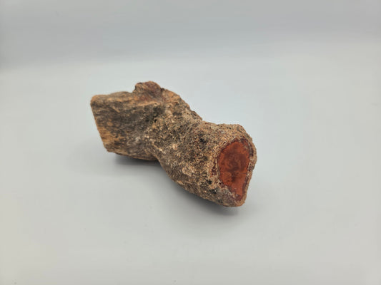 Petrified Wood