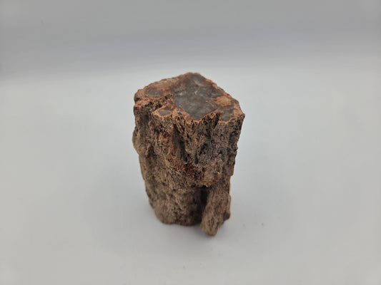 Petrified Wood