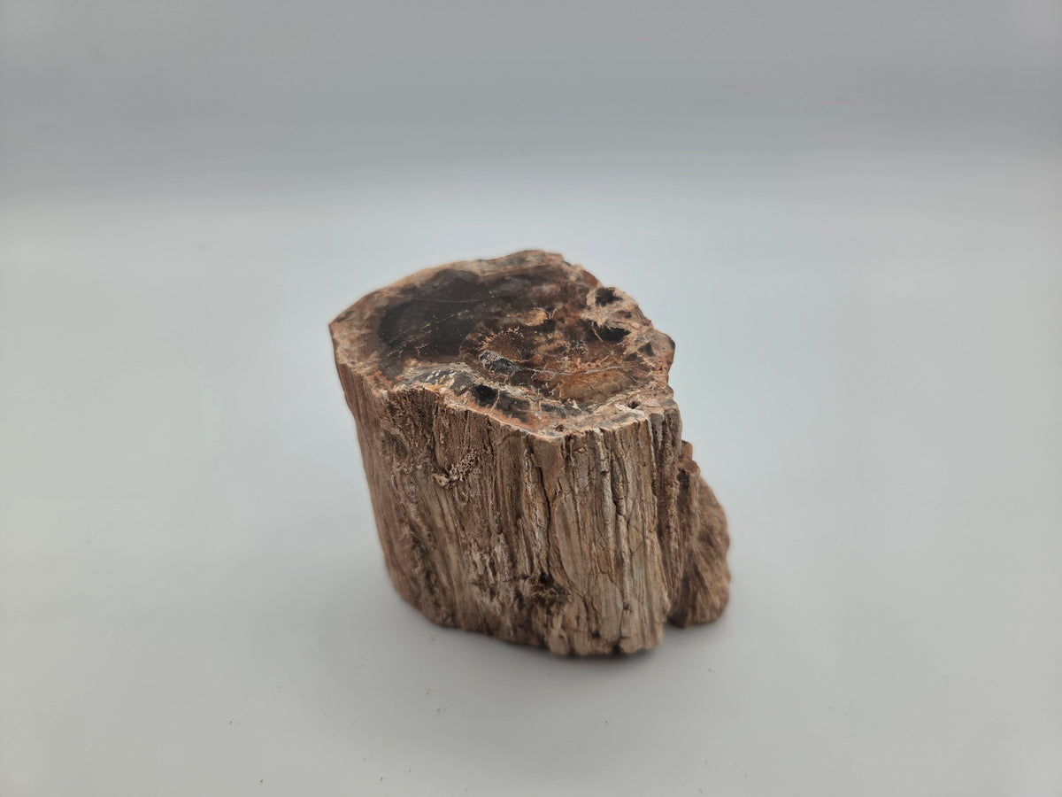 Petrified Wood