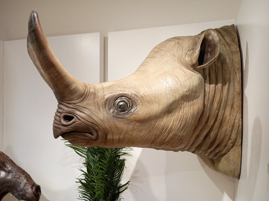 Megacerops bust