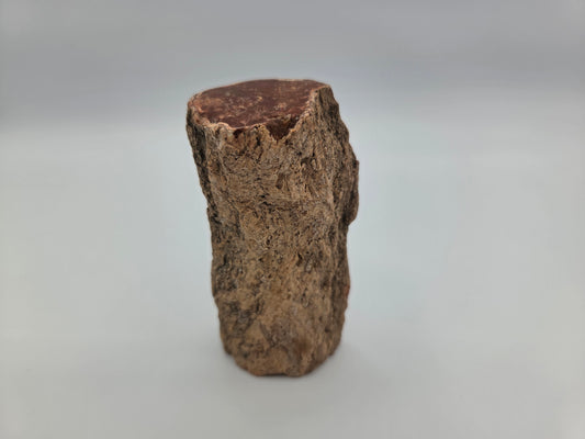 Petrified Wood