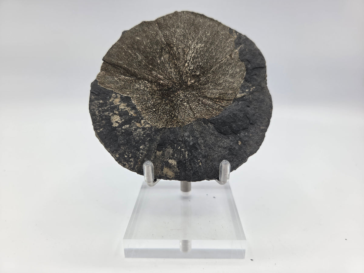 Pyrite Sundisk