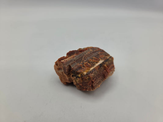 Petrified Wood