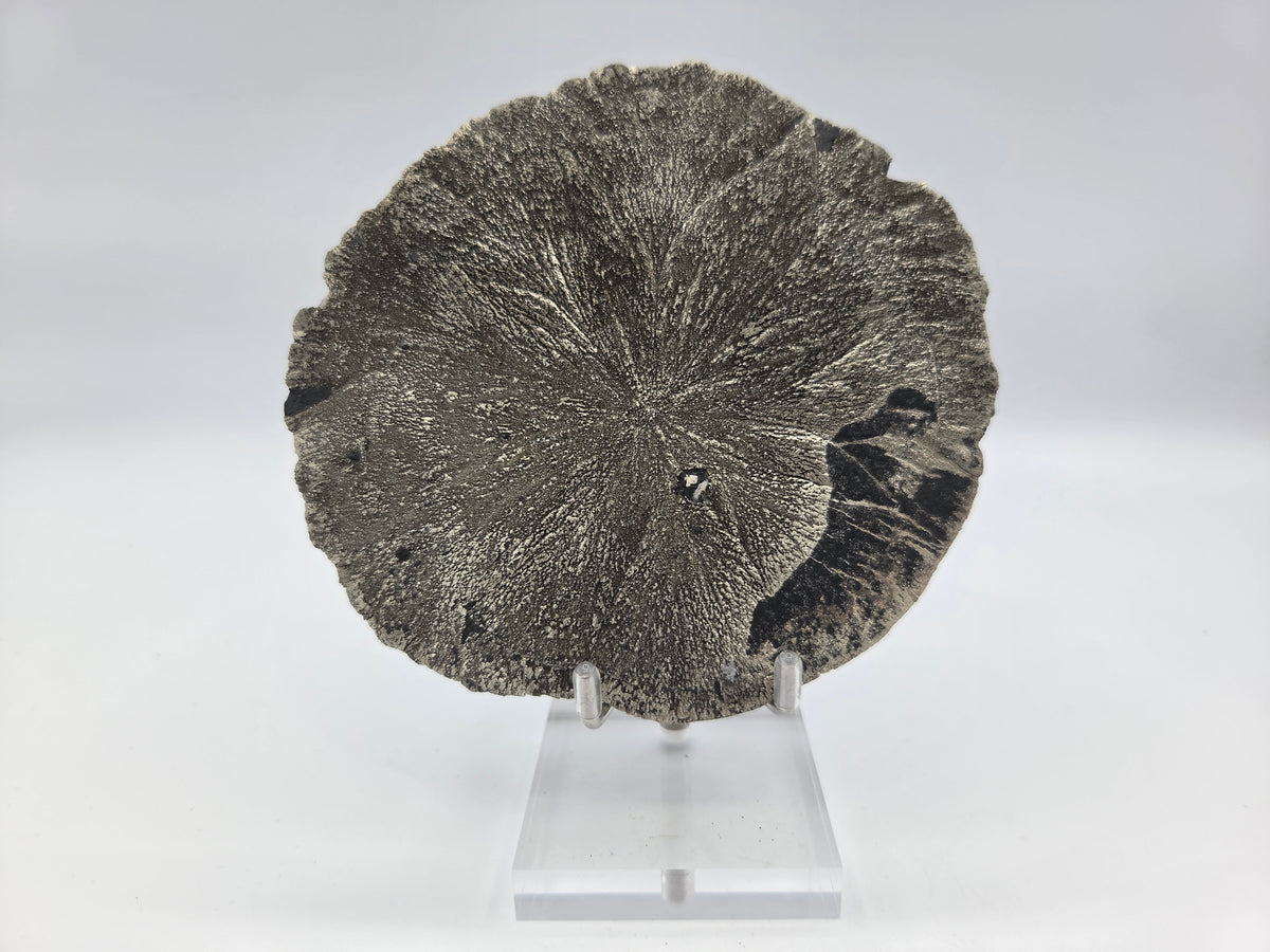 Pyrite Sundisk