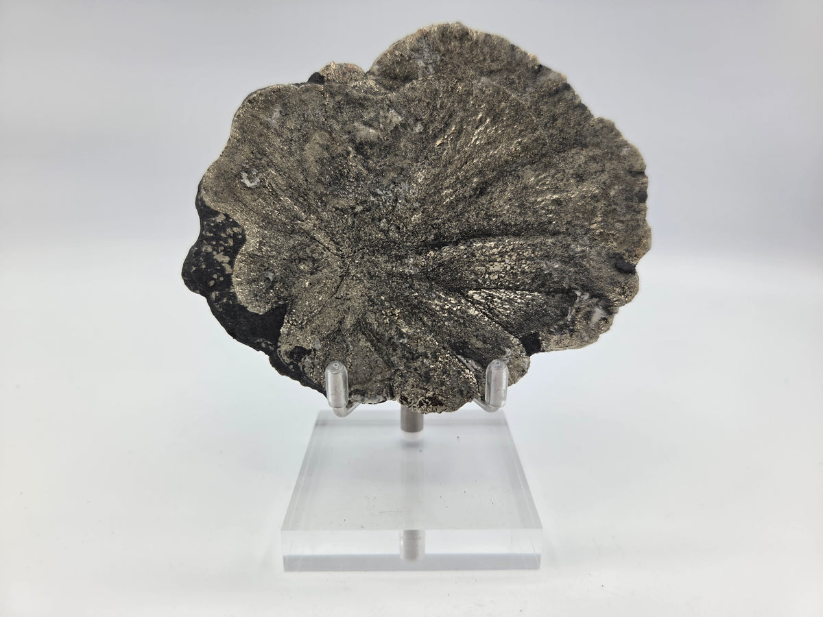Pyrite Sundisk