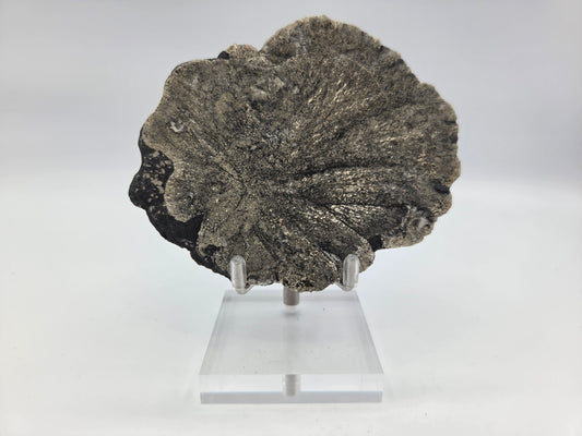 Pyrite Sundisk