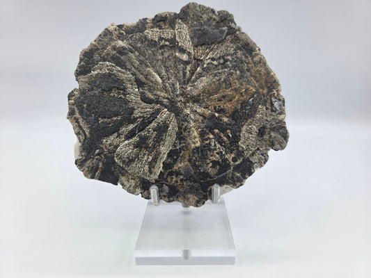Pyrite Sundisk