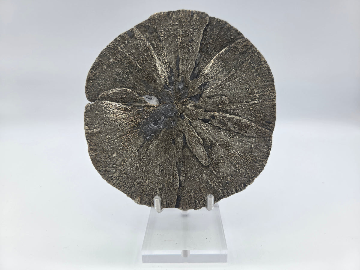 Pyrite Sundisk