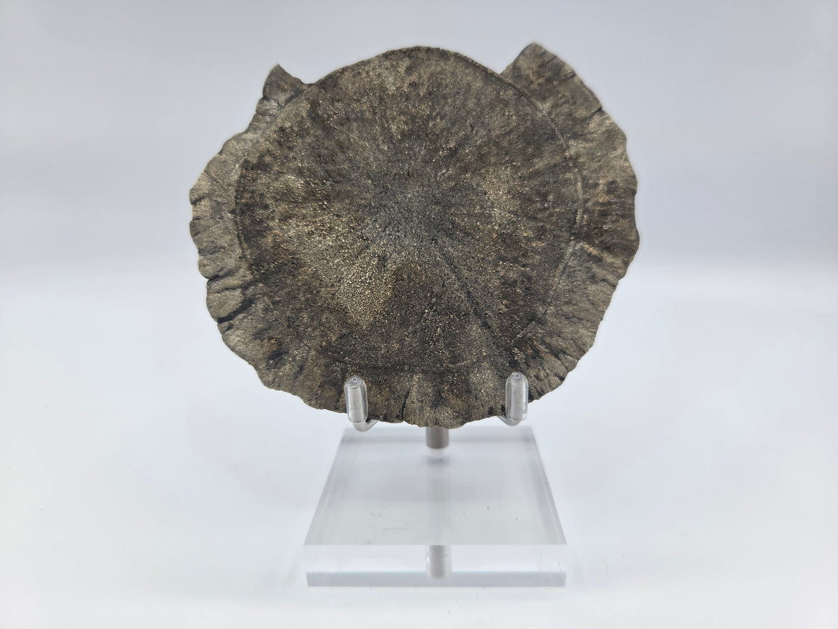Pyrite Sundisk