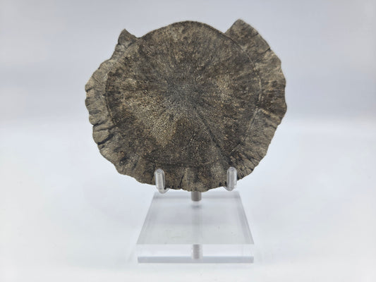 Pyrite Sundisk