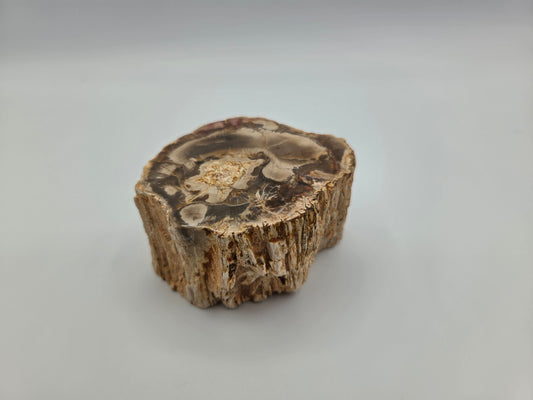 Petrified Wood