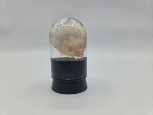 Opalized Wood (Copy)