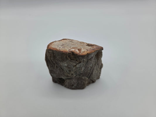 Petrified Wood