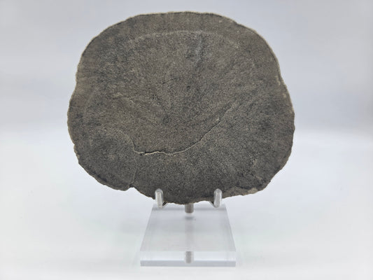 Pyrite Sundisk