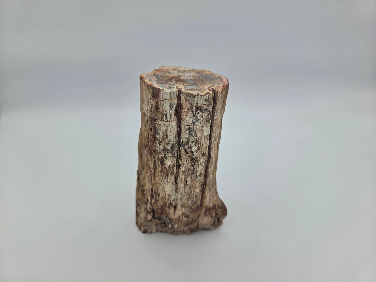 Petrified Wood