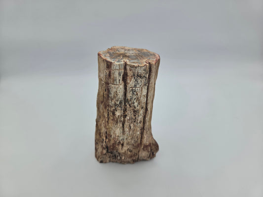 Petrified Wood