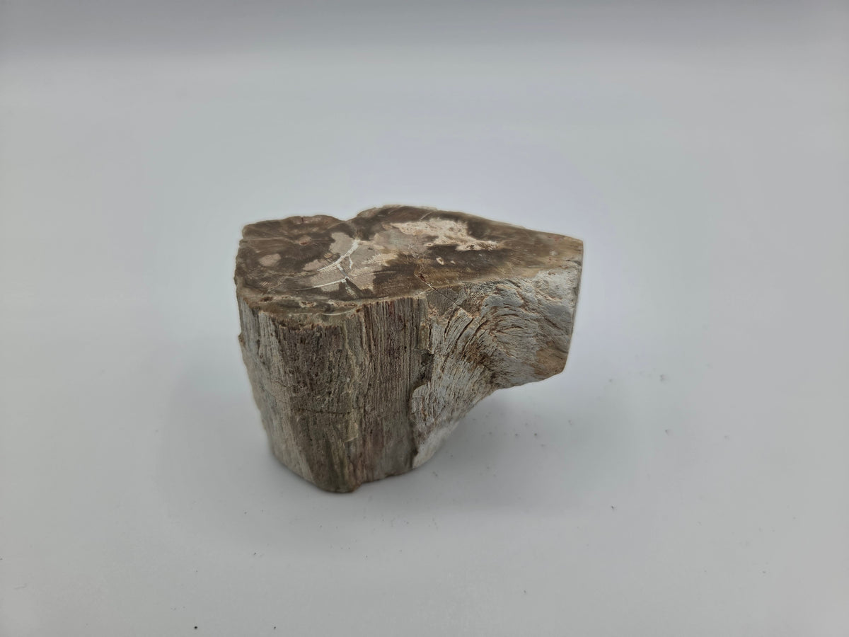 Petrified Wood