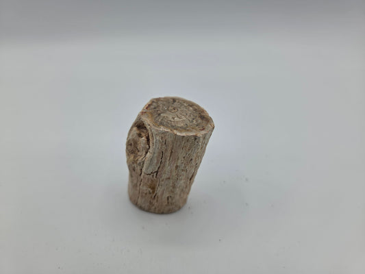 Petrified Wood