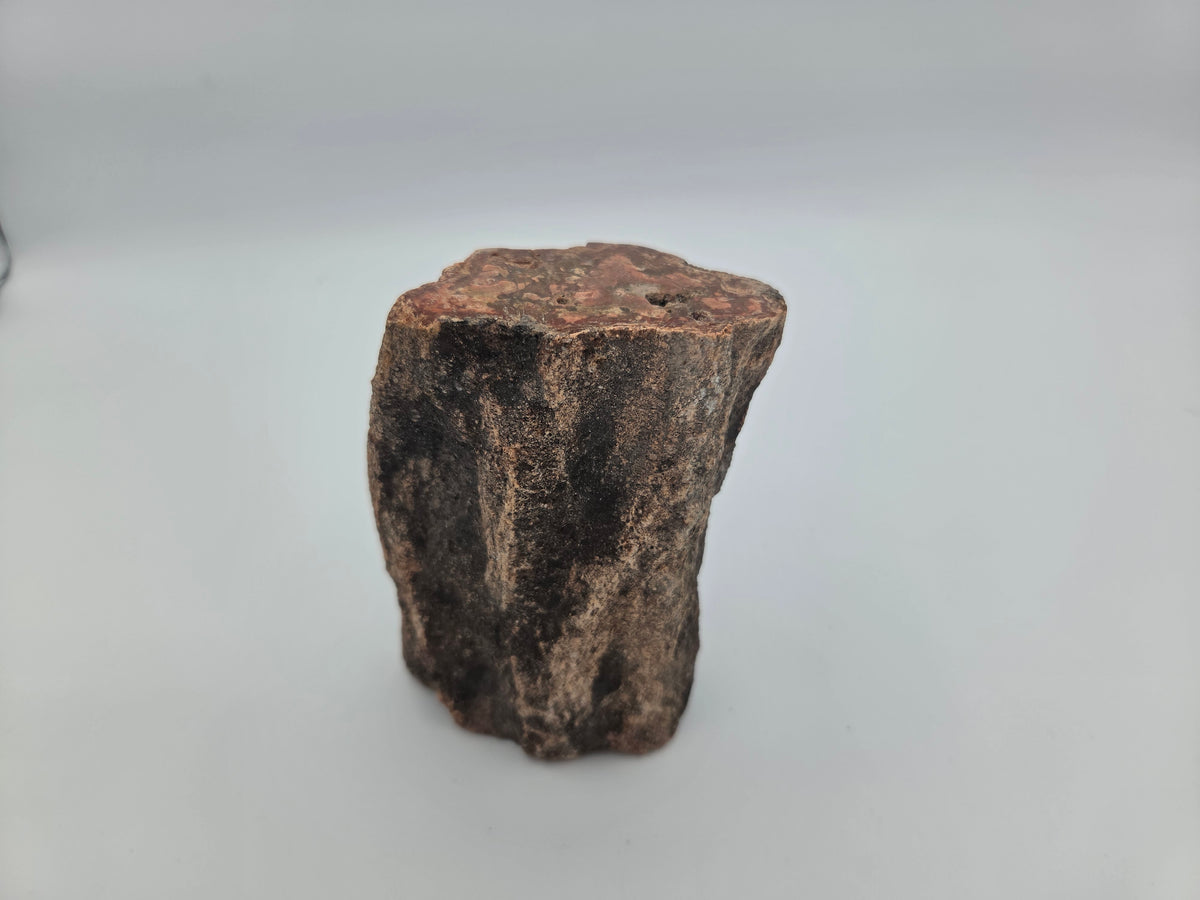 Petrified Wood