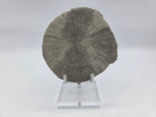 Pyrite Sundisk