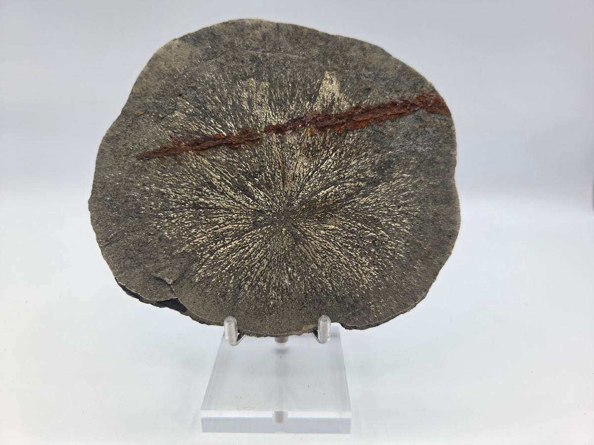 Pyrite Sundisk