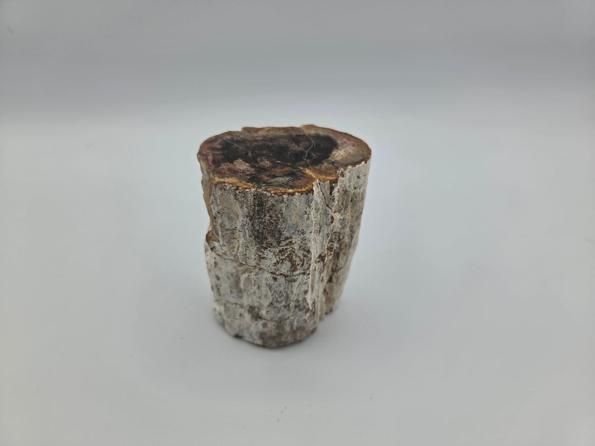 Petrified Wood