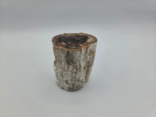 Petrified Wood