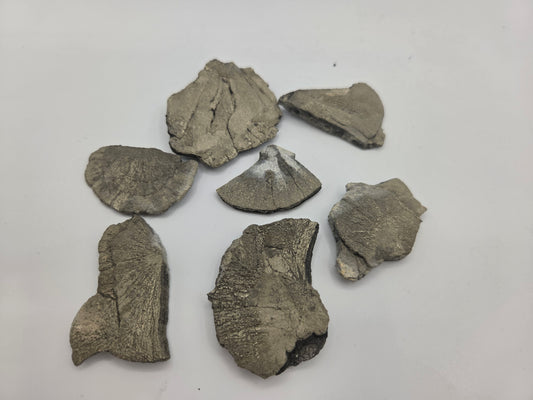 Pyrite Sun pieces M