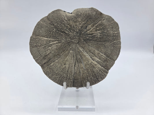 Pyrite Sundisk
